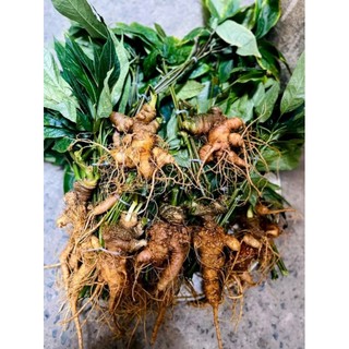 Hạt giống Sâm ngọc Linh