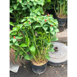 Chậu cây Phúc Lộc Thọ cao 70 cm