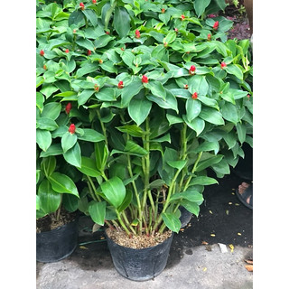 Chậu cây Phúc Lộc Thọ cao 70 cm