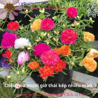 4 Chậu hoa mười giờ thái kép siêu đẹp ngắm hoa ngay