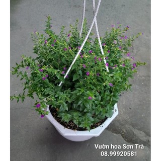 (Q.8 - GIAO TRONG NGÀY) HOA CẨM TÚ MAI, chậu treo.