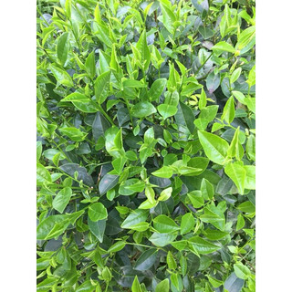 1KG BỘT TRÀ XANH MINDY