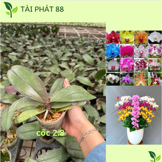 Lan hồ điệp giống bầu 2.8 có 15 màu