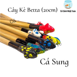 Cây kè cá betta dài 20cm