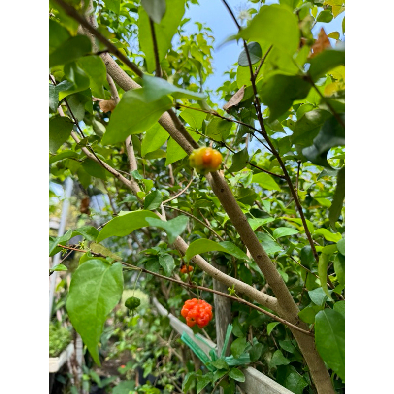 cherry khía ( cherry surinam) trang trí vườn nhà