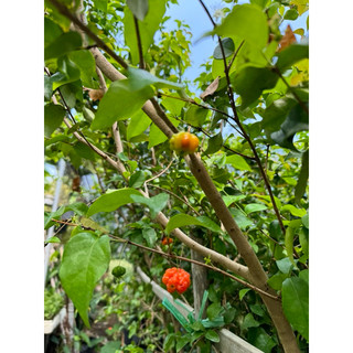 Cherry khía