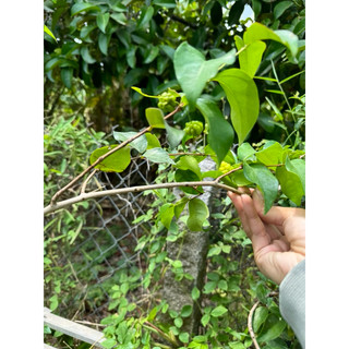 cherry khía ( cherry surinam) trang trí vườn nhà