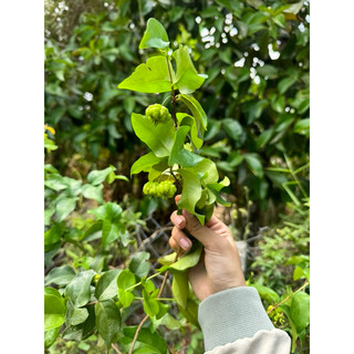 cherry khía ( cherry surinam) trang trí vườn nhà