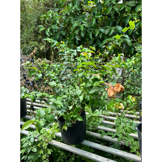 cherry khía ( cherry surinam) trang trí vườn nhà