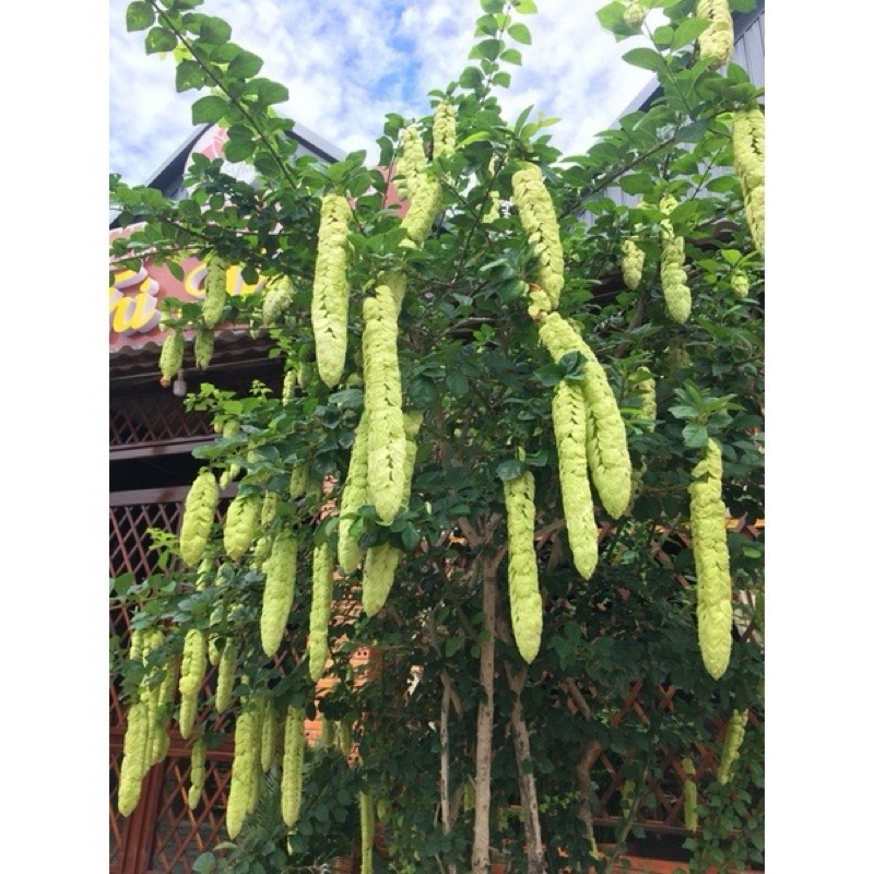 cây huyền trân công chúa nguyên chậu