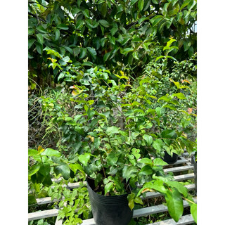 cherry khía ( cherry surinam) trang trí vườn nhà