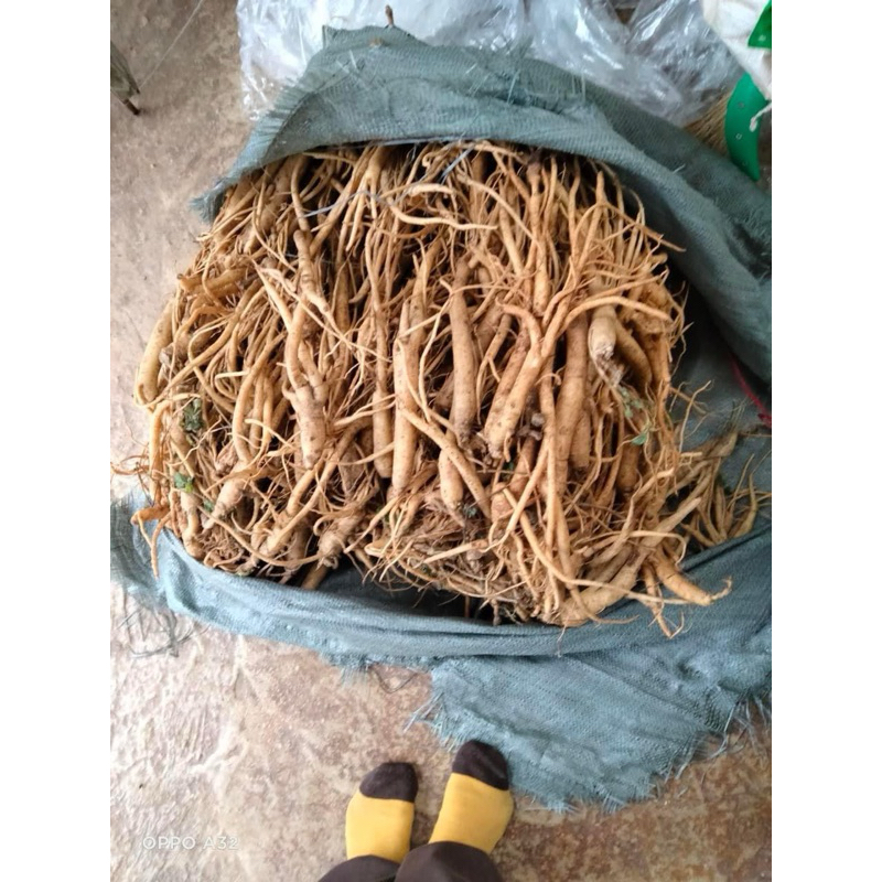 ☘️☘️SÂM DÂY NGỌC LINH 15củ/1ký (có VIDEO THẬT)