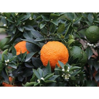 Cây giống quýt lùn Nhật đang có trái