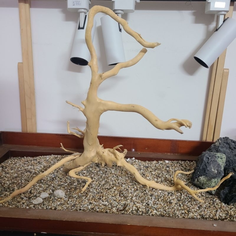 [Lựa mẫu] Lũa Gỗ Đỗ Quyên Trang Trí Bể Cá làm layout terrarium