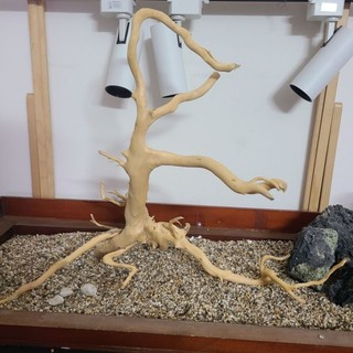 Lũa Gỗ Đỗ Quyên Trang Trí Bể Cá làm layout terrarium