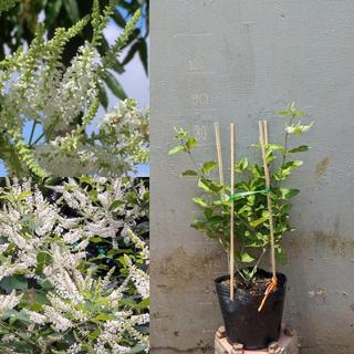 Cây Bạch Trầm Hương cho hoa ổn định