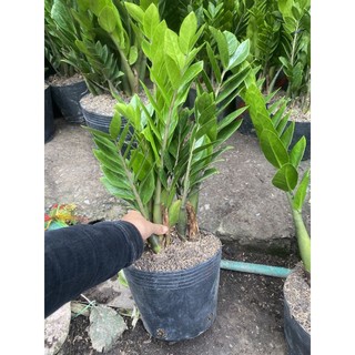 Cây kim tiền cây để bàn phong thủy mang lại tài lộc