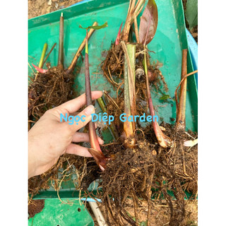 Chuối mỏ phượng ( gốc giống)
