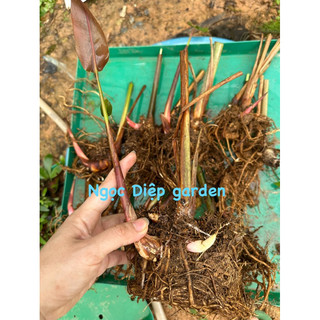 Chuối mỏ phượng