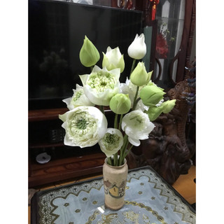 Sen Mẫu Đơn Trắng_ củ sen giống