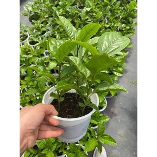 HẠT GIỐNG CHANH LEO (10 hạt)