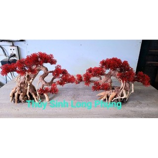 Lũa Bonsai Tùng hồ cá nhiều size.
