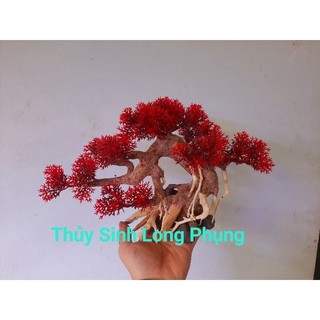 Lũa Bonsai Tùng hồ cá nhiều size.