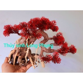 Lũa Bonsai Tùng hồ cá nhiều size.