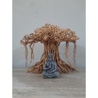 Lũa bonsai đa làng rễ rừng thả ( Ngan 30cm cao 25cm)