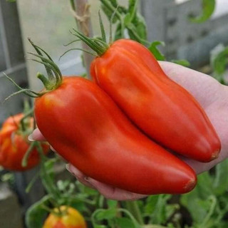 HẠT GIỐNG CÀ CHUA CHUỐI ĐỎ  (30 hạt)
