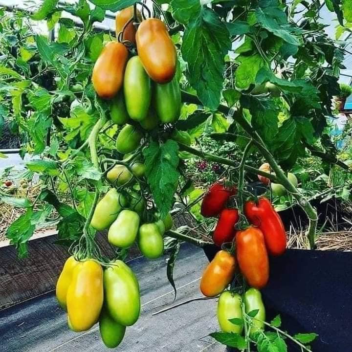 HẠT GIỐNG CÀ CHUA CHUỐI ĐỎ  (30 hạt)