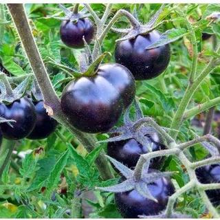 Hạt giống cà chua bi đen (30 hạt )