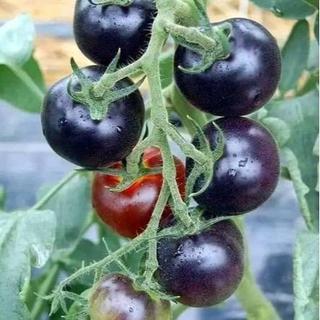 Hạt giống cà chua bi đen (30 hạt )