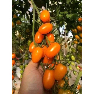 Hạt giống cà chua nova gói 30 hạt