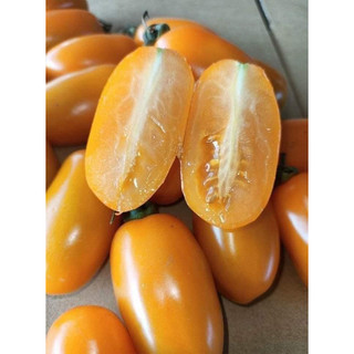 HẠT GIỐNG CÀ CHUA NOVA MỸ 30 HẠT