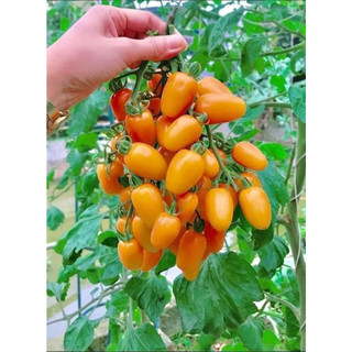 HẠT GIỐNG CÀ CHUA NOVA MỸ 30 HẠT