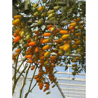 HẠT GIỐNG CÀ CHUA NOVA MỸ 30 HẠT