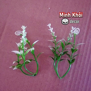 100g cỏ điểm móc