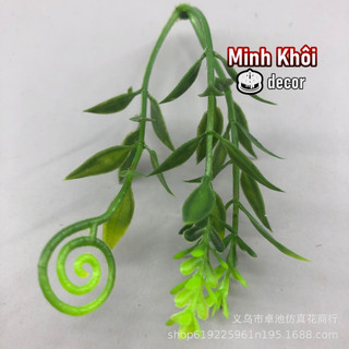100g cỏ điểm móc