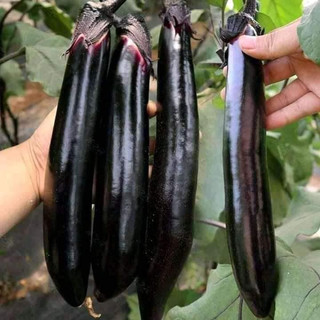 HẠT GIỐNG CÀ TÍM DÀI ĐEN 50 HẠT