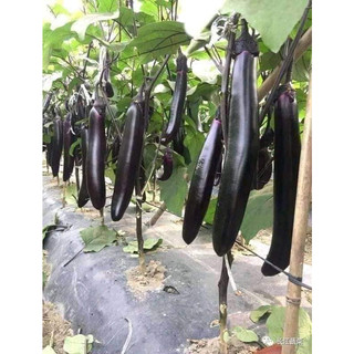 HẠT GIỐNG CÀ TÍM DÀI ĐEN 50 HẠT