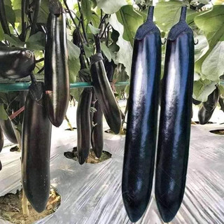 HẠT GIỐNG CÀ TÍM DÀI ĐEN 50 HẠT