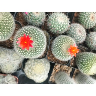 Xương rồng lông thiên nga, gai mềm chậu 5cm, cây mini bảo hành 1 đổi 1