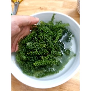 100gr rong nho tách nước