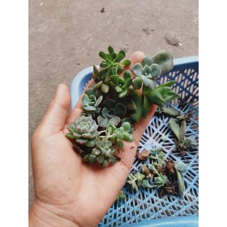 🎆🎆🎆Combo 10 lá sen đá ươm mầm mix loại