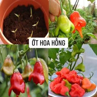 HẠT GIỐNG ỚT HOA HỒNG  (20 hạt)
