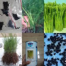 Gói 30 hạt giống măng tây xanh F1