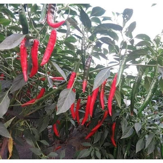 Hạt giống Ớt Chỉ Địa