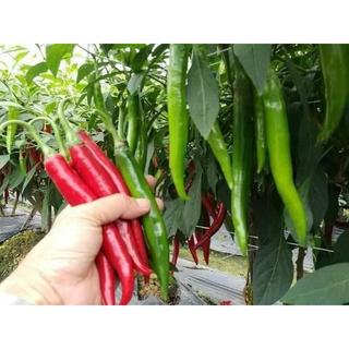 Hạt giống Ớt Chỉ Địa