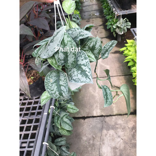 Trầu bà lụa treo